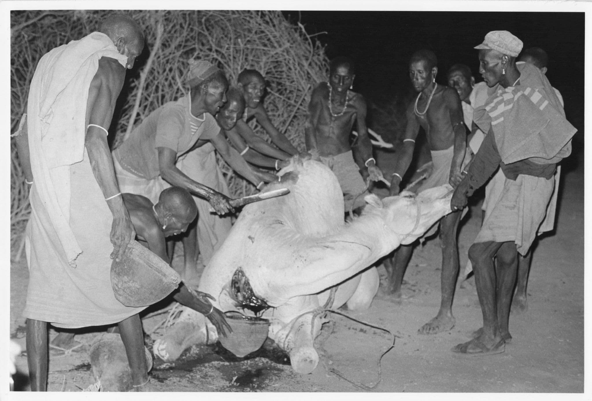 Rendille Men Slaughtering Killing Camel Kenya Africa Press Photo