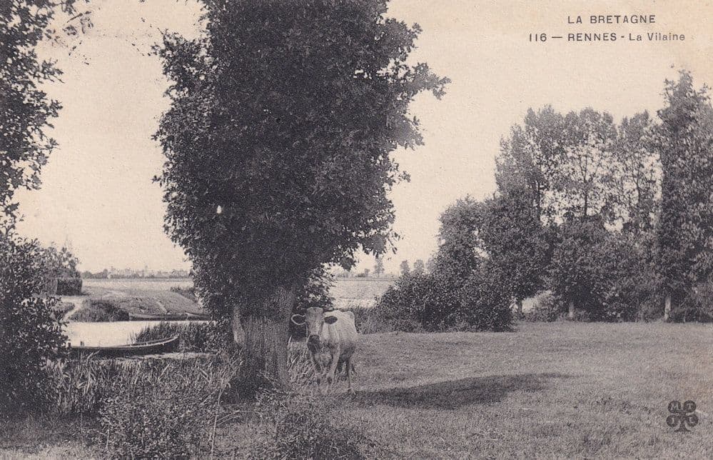 Rennes La Villaine Bretagne Cow Antique French Postcard