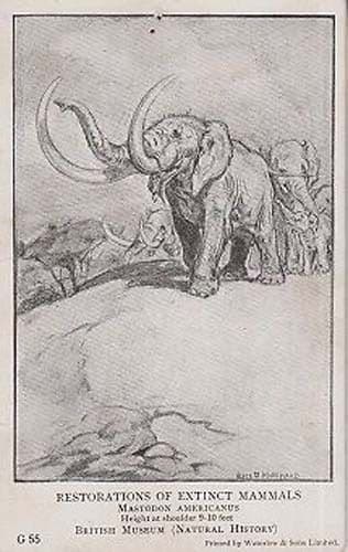 Restoration Of Extinct Mural Mammals Animal Animals London Museum Old Postcard
