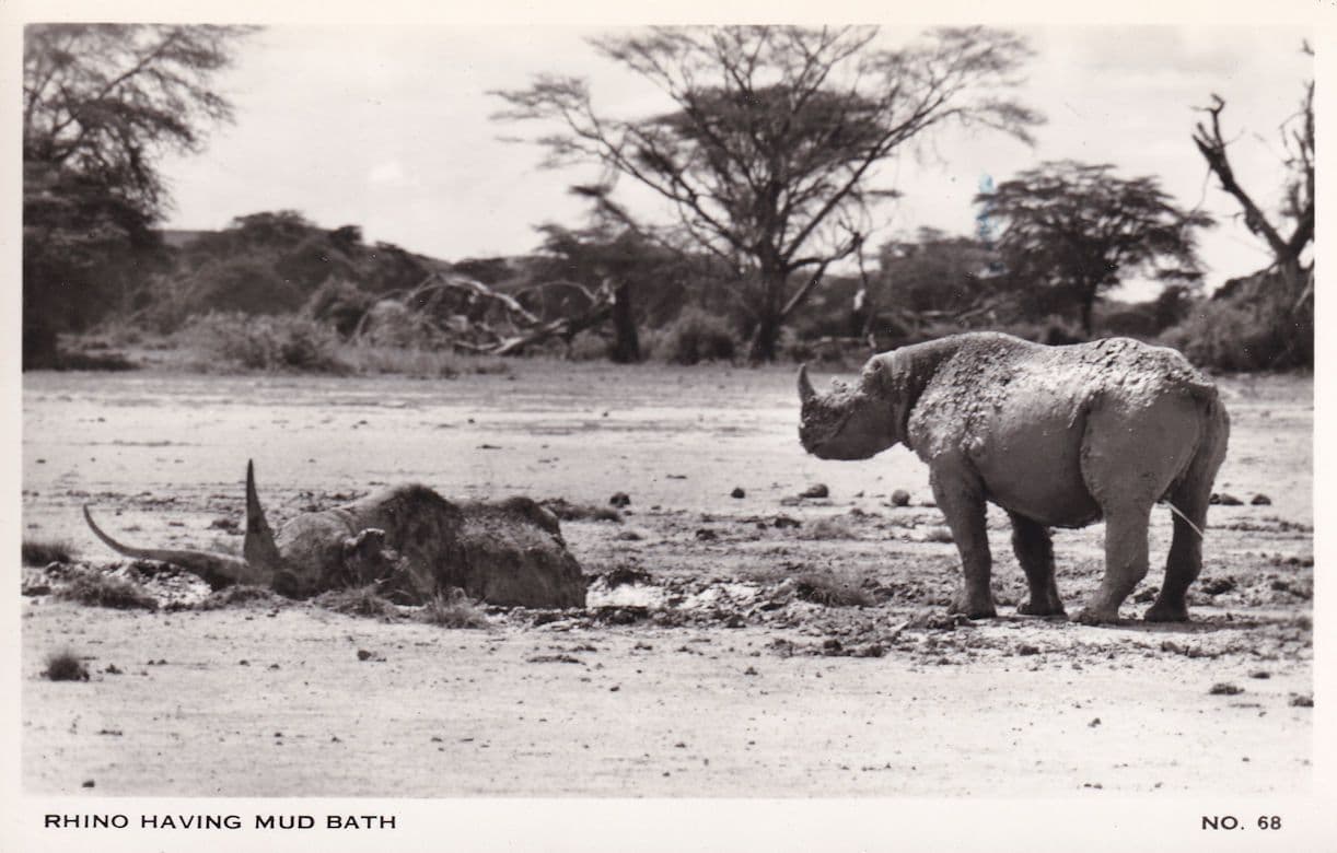Rhino Having A Mud Bath Old Real Photo postcard