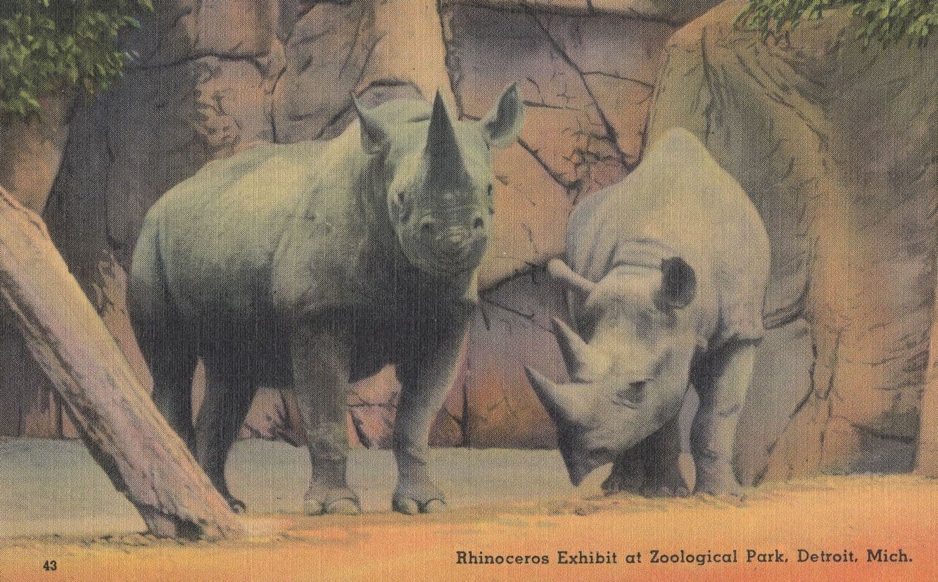 Rhinoceros Exhibit Zoological Park Detroit Animal Model Old Postcard
