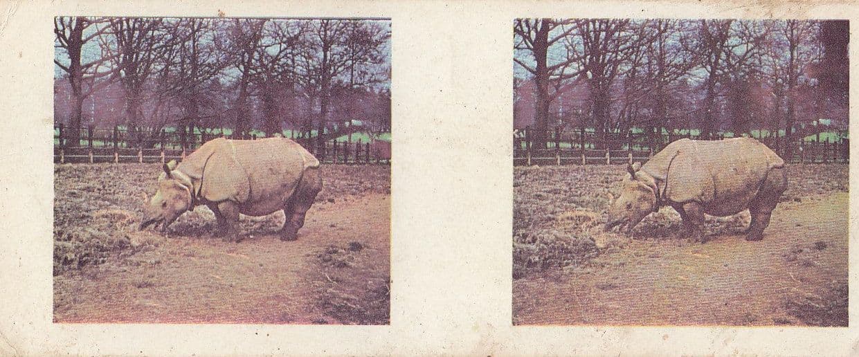 Rhinoceros Weetabix Cereal Animal Card Old Ephemera