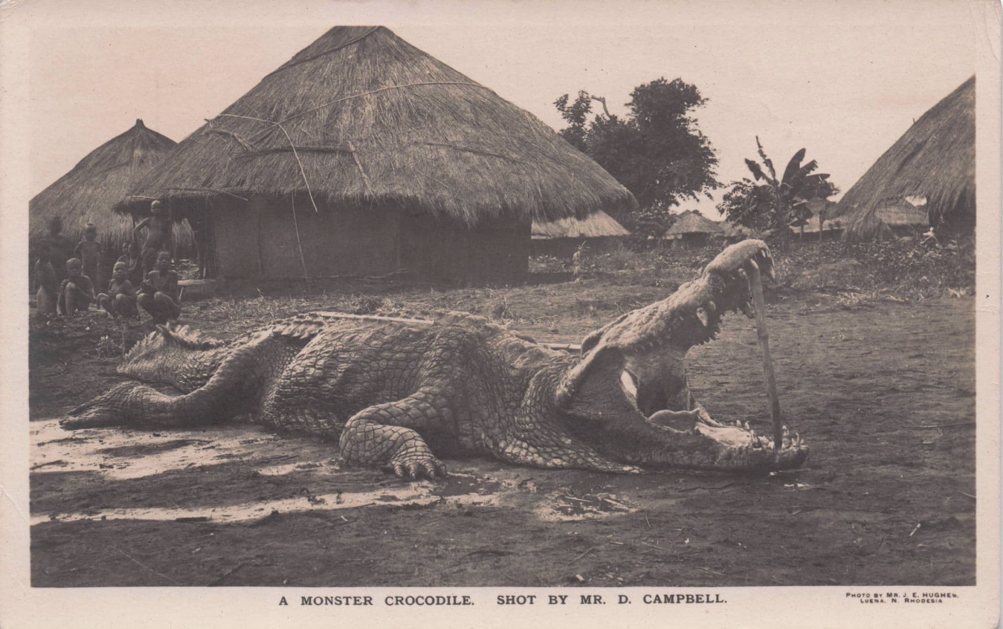 Rhodesia Crocodile Shooting Antique African Hunting RPC Postcard