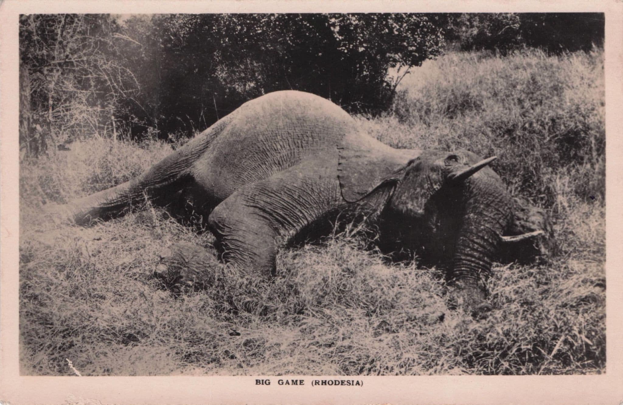 Rhodesia Elephant Shooting Antique African Hunting RPC Postcard