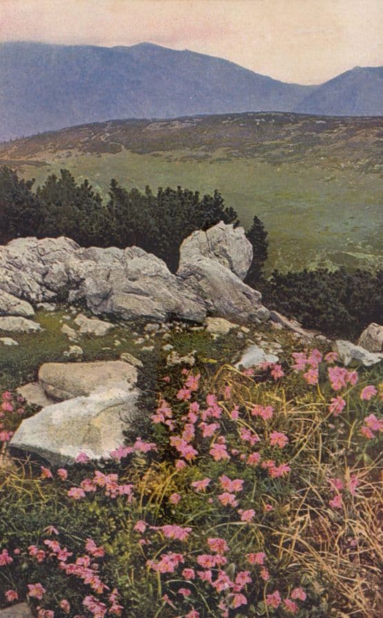 Rhodothamnus Chamaecistus Vintage Flower Postcard