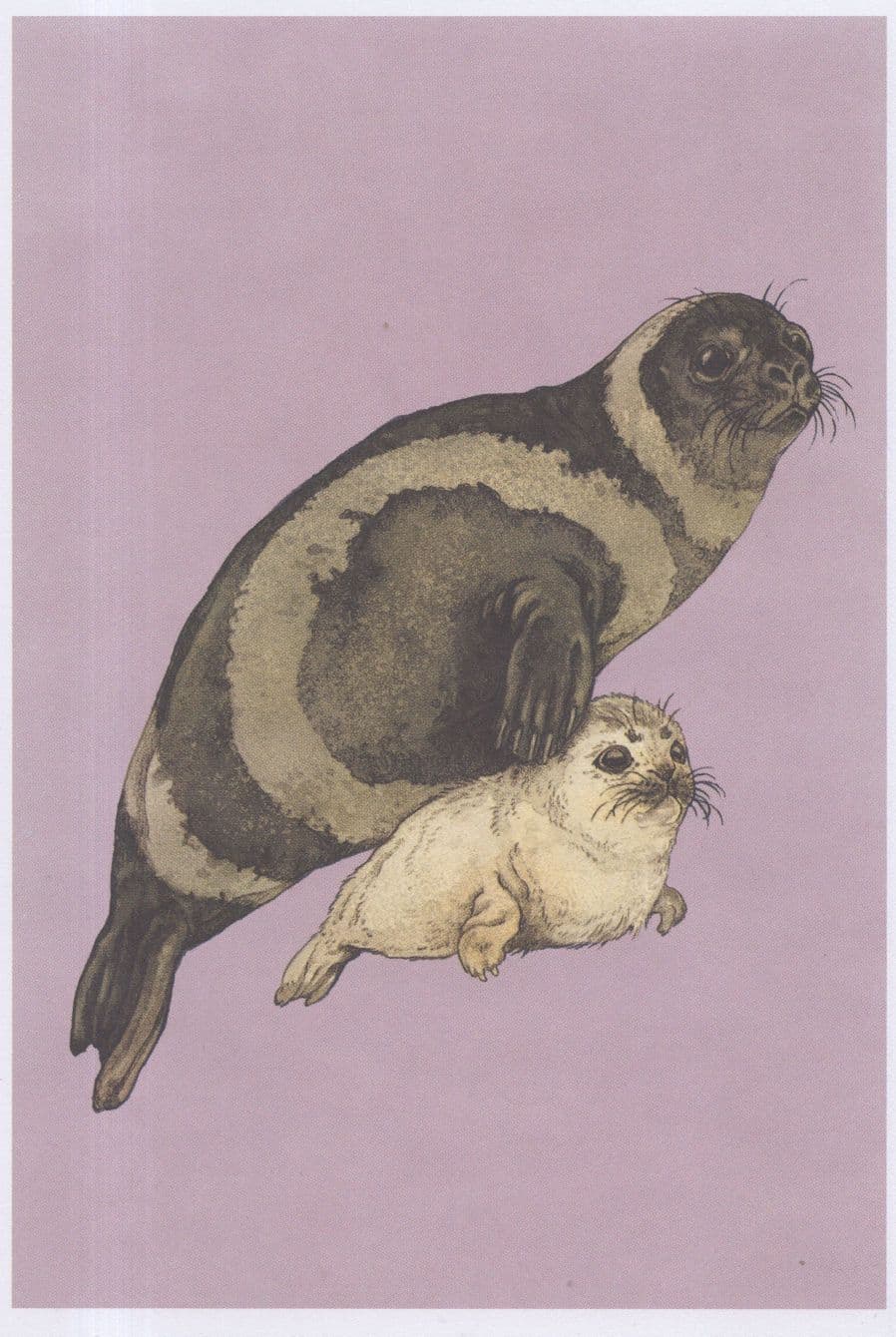 Ribbon Seal With Baby Pup North Pacific Ocean Fish Painting Postcard