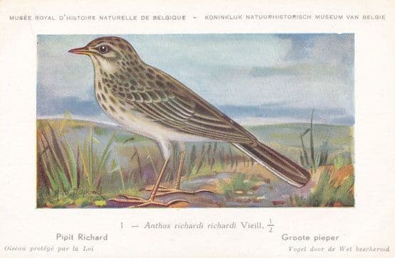 Richard's Pipit Anthus Richardi WW2 Bird Vintage Rare Postcard