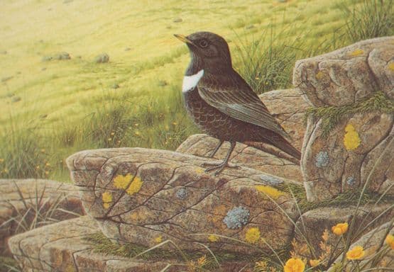 Ring Ouzel Bird Lake District Birds Postcard