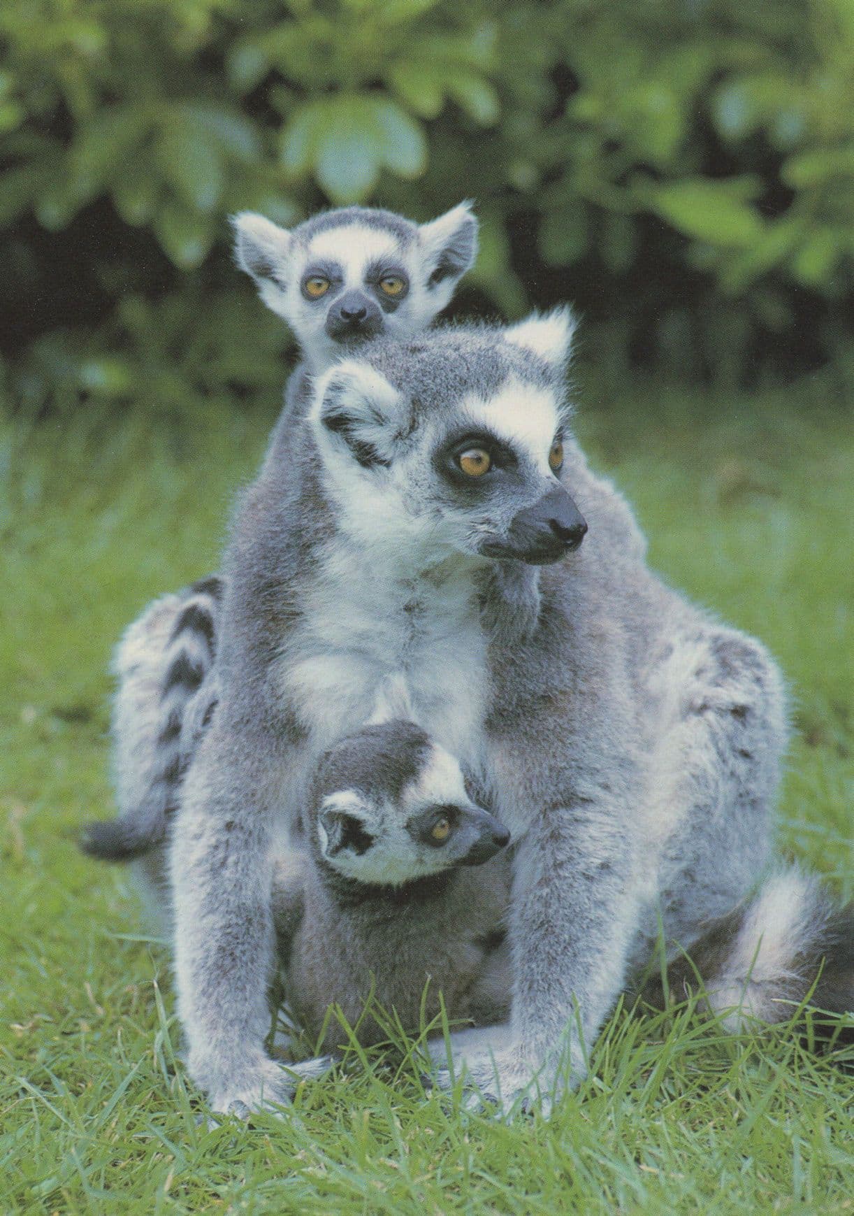 Ring Tailed Lemurs at Marwell Zoo Winchester Postcard