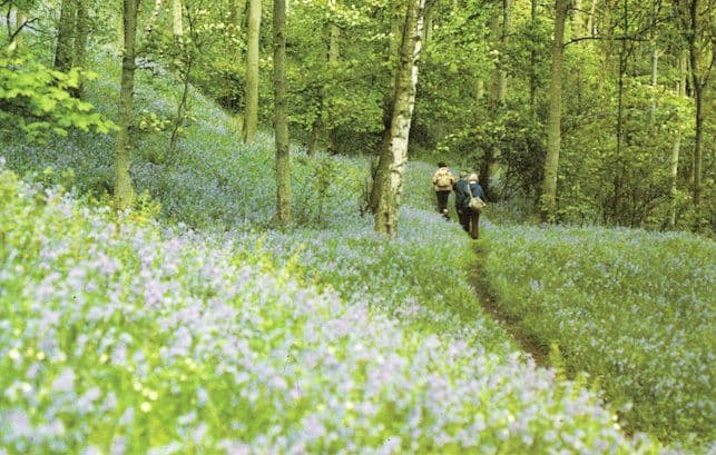 River Lune Bluebells Cumbria Lancashire Postcard
