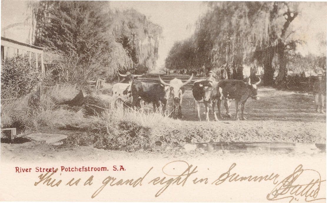 River Street Potchefstroom South Africa Farming Old Postcard