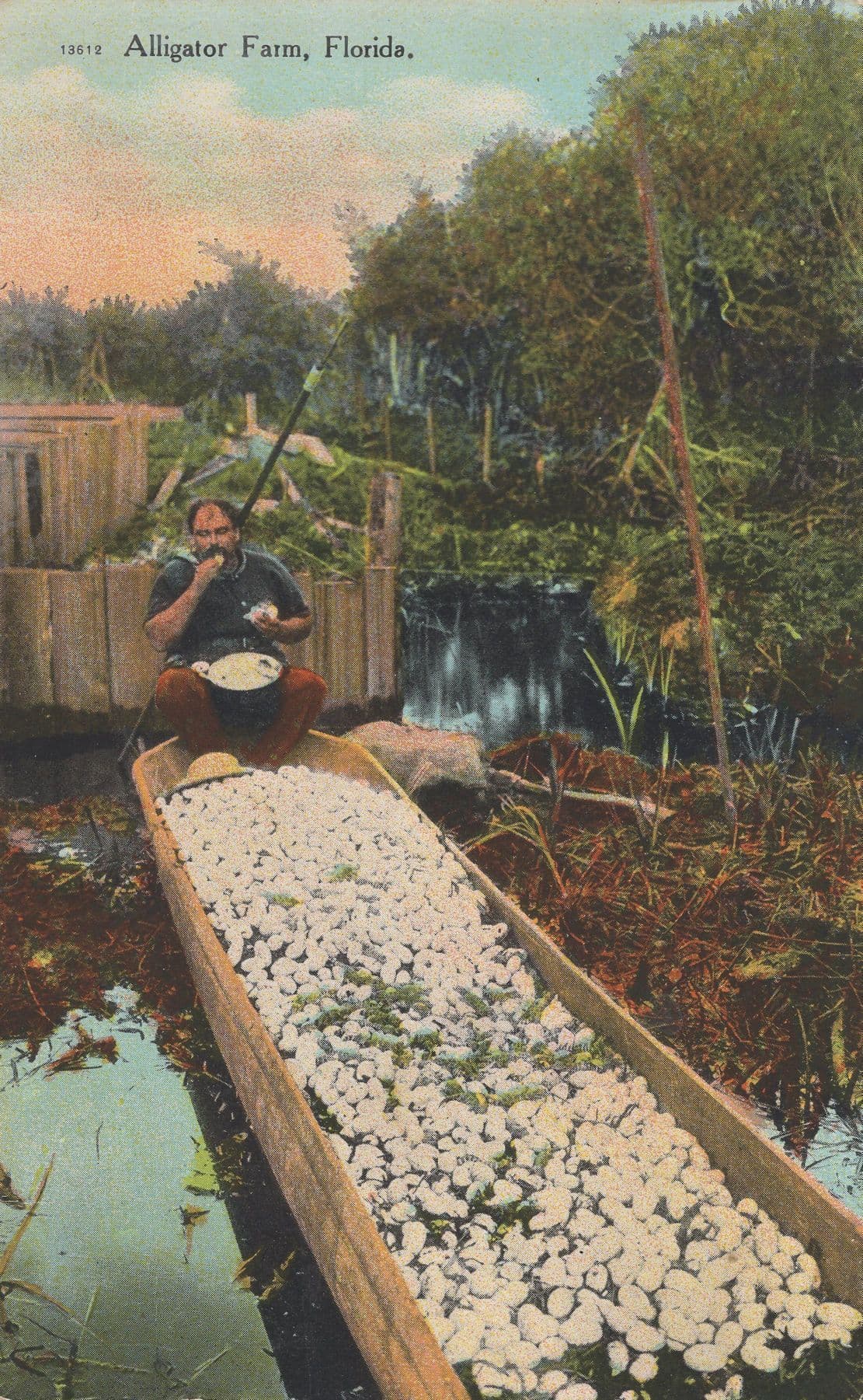 River Trips At Alligator Farm Florida Antique Postcard