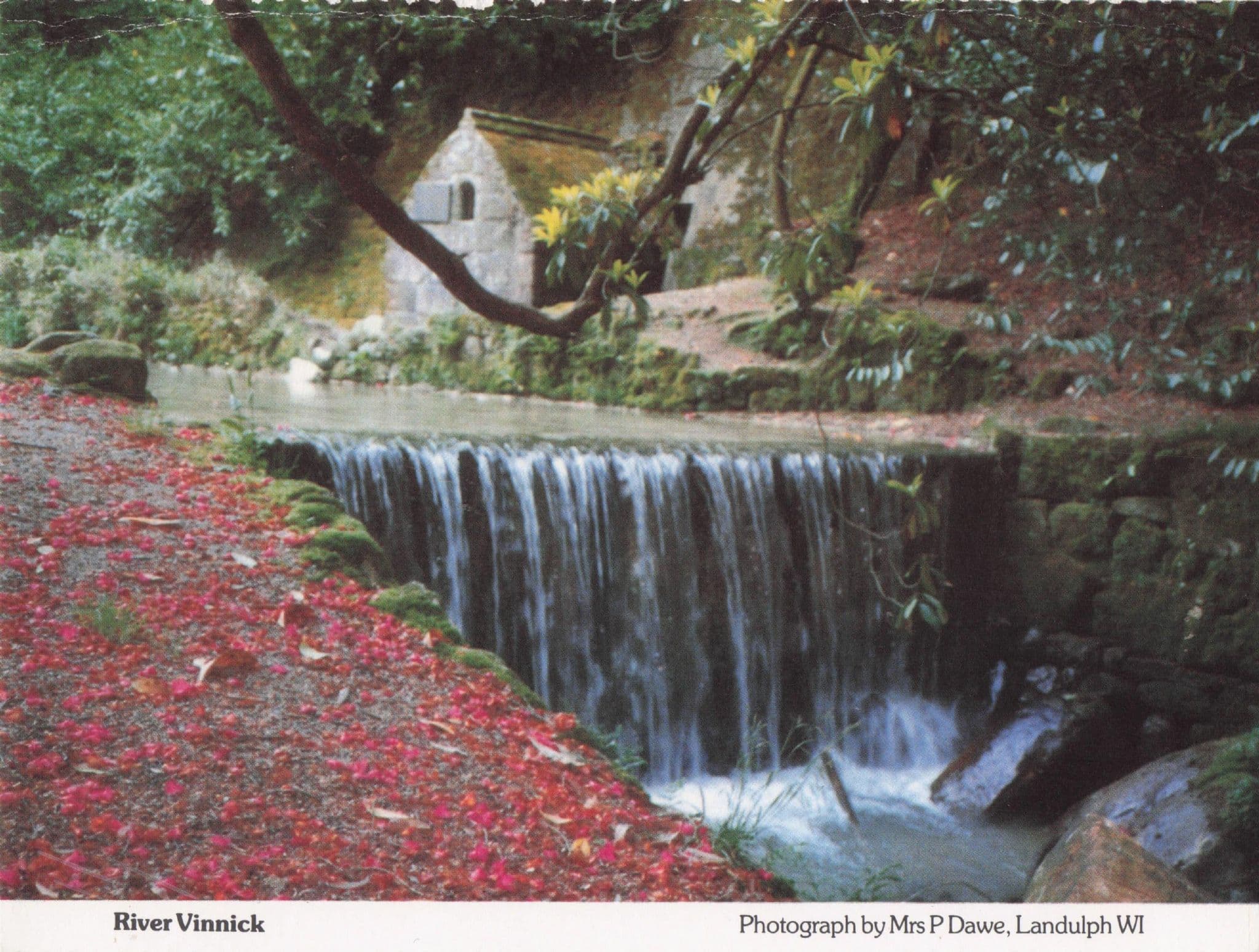 River Vinnick in Autumn Cornwall Women's Institute Postcard