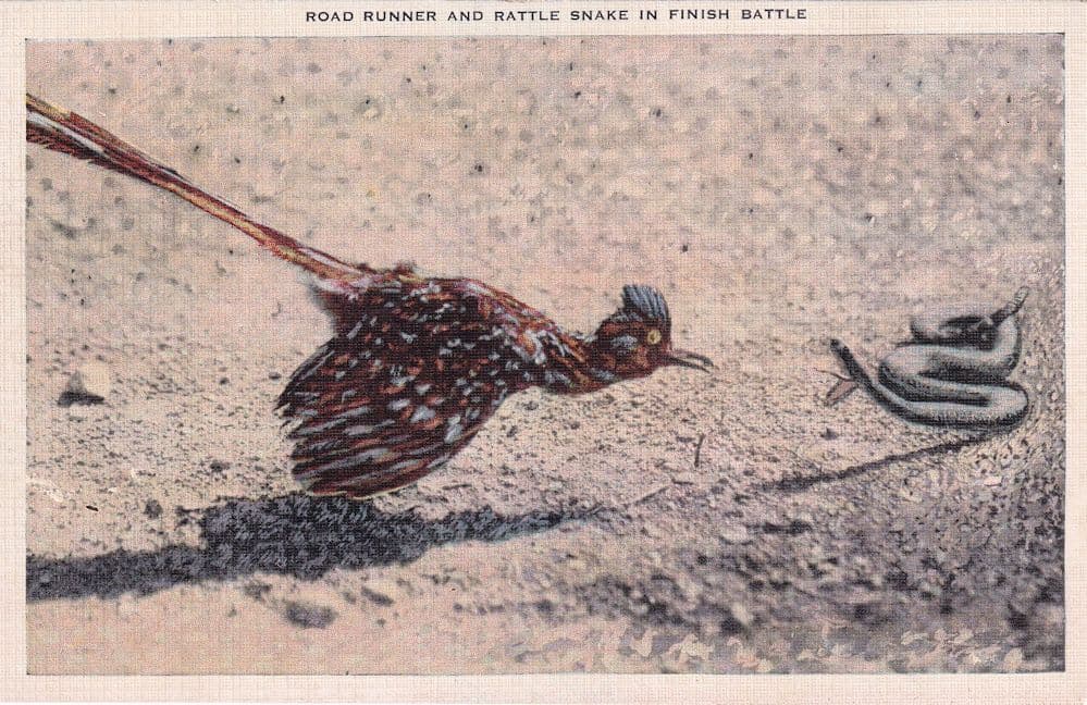 Road Runner & Rattle Snake Antique Linen USA Postcard