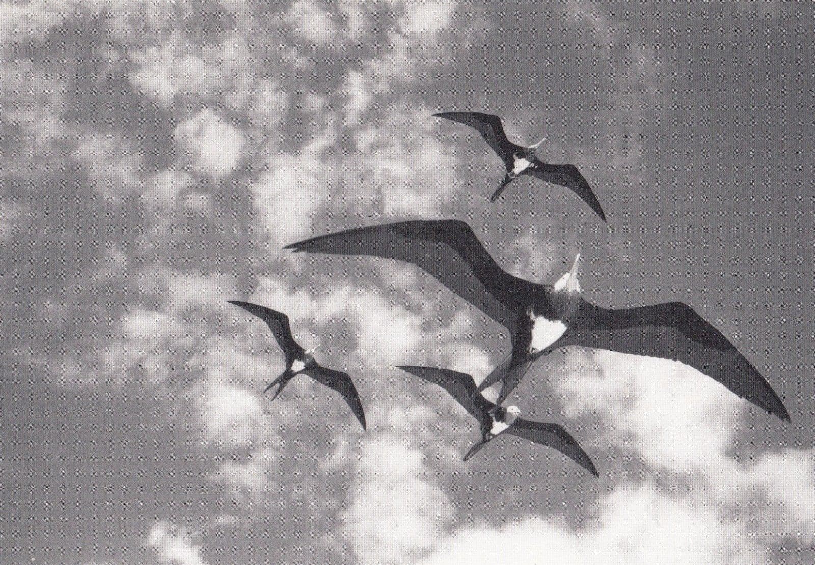 Robert Northshield American Hawaii Frigate Bird RPC Award Photo Postcard