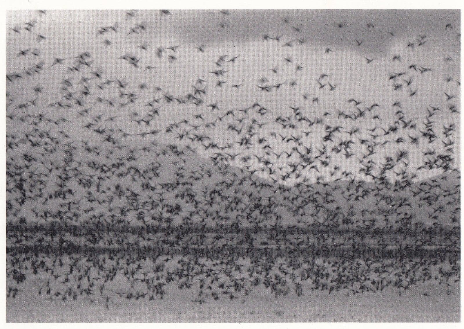 Robert Northshield American USA Gathering Of Ducks RPC Award Photo Postcard