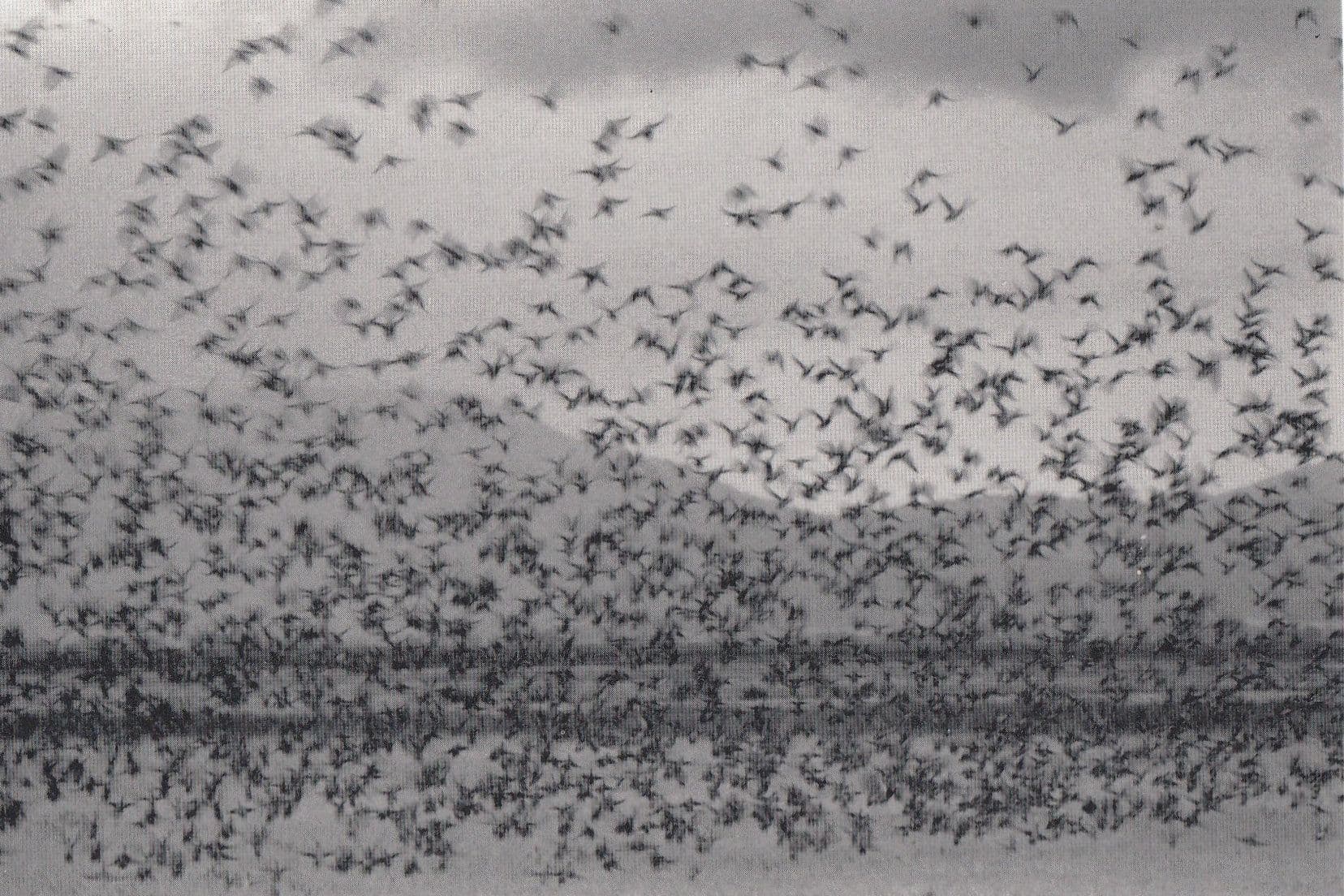 Robert Northshield Flock Of Ducks California Photo Postcard