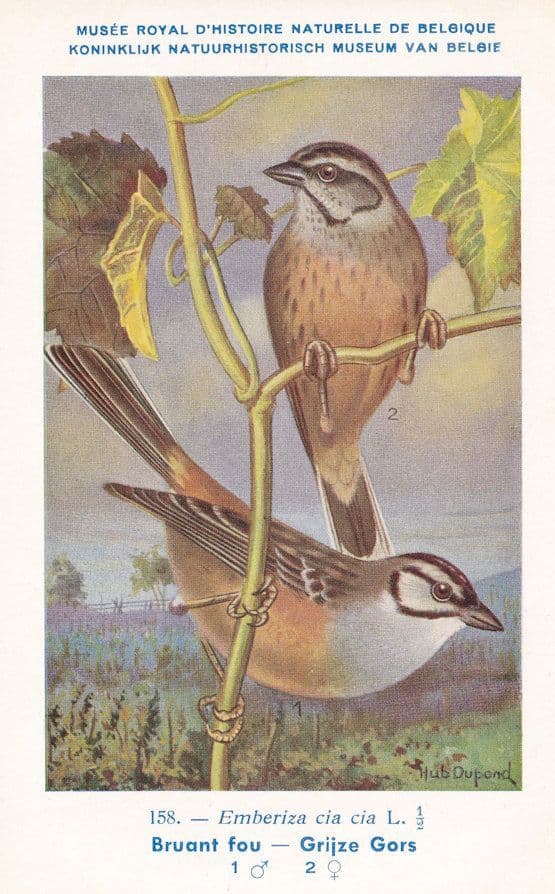 Rock Bunting Emberiza Cia Bruant Fou WW2 Bird Rare Postcard