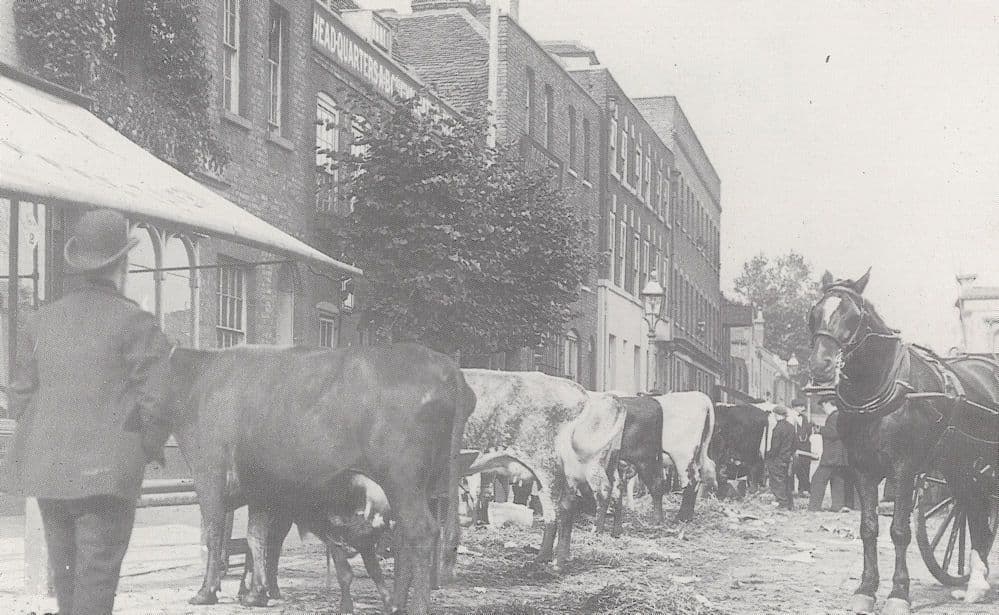 Romford Cattle Market Chained Cattle Victorian Essex Postcard