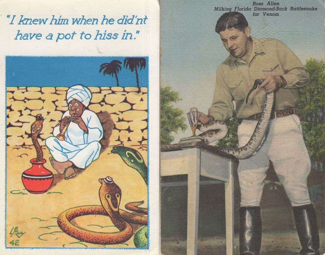 Ross Allen Milking Florida Rattlesnake For Venom Comic 2x Postcard s