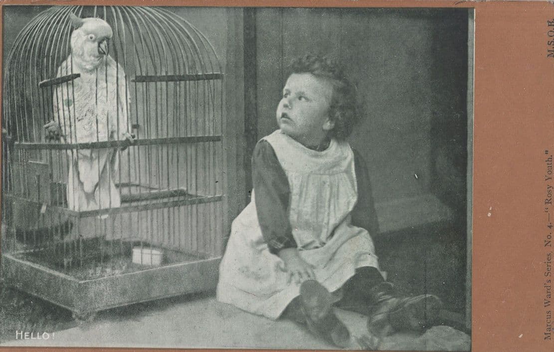 Rosy Youth Marcus Ward's Series Parrott & Child RPC Postcard