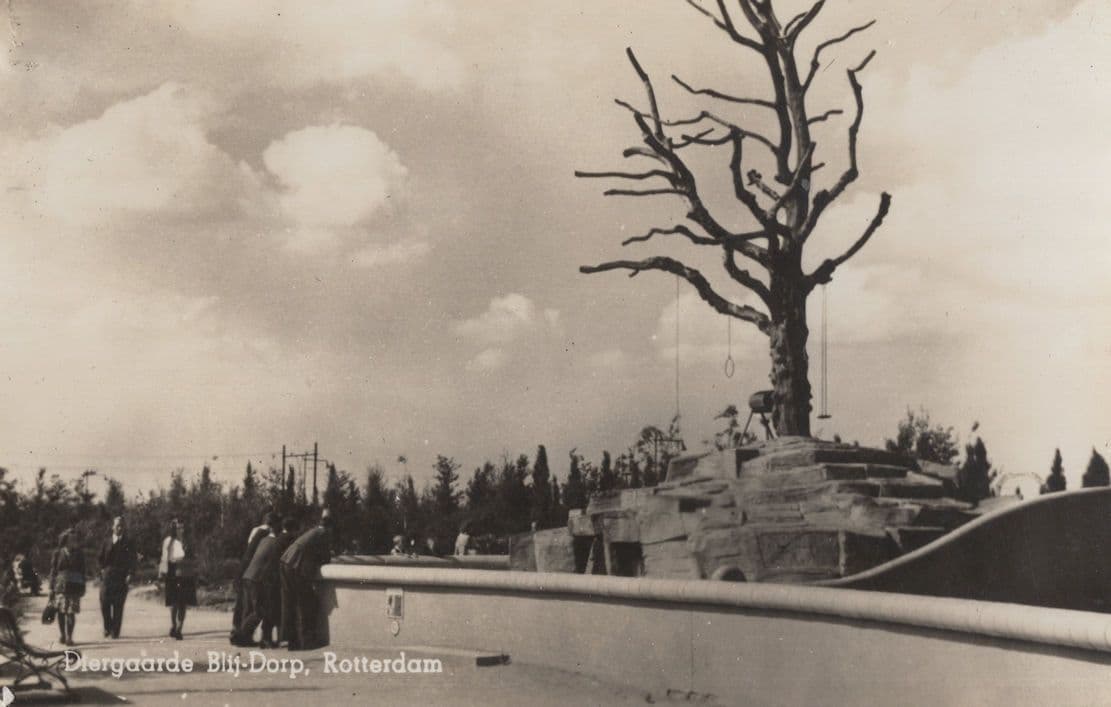 Rotterdam Diergaarde Blij-Dorp Dutch Real Photo Postcard