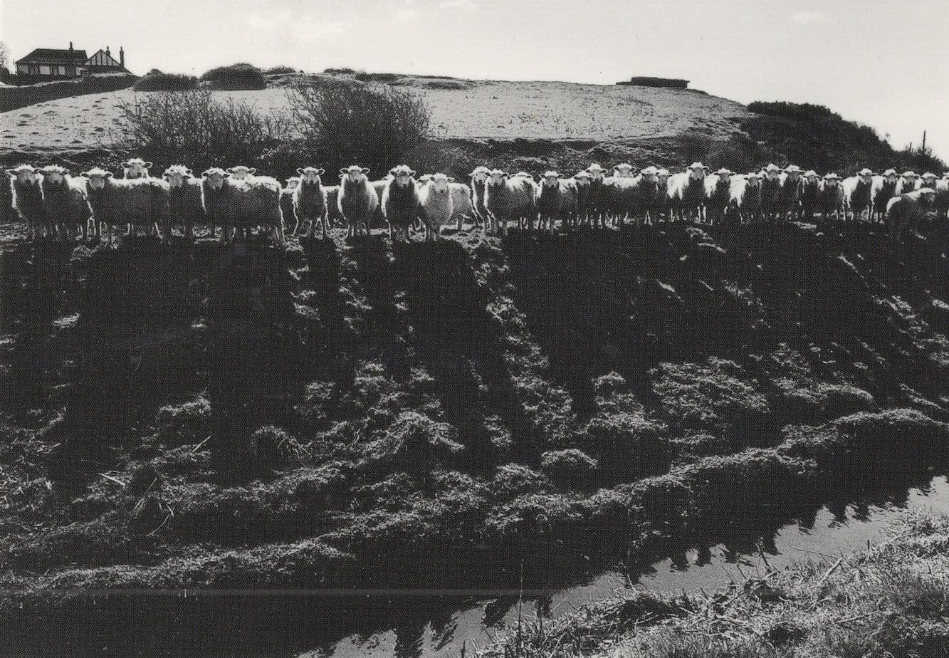 Royal Military Canal Army Of Sheep Kent Sussex Rare Photo Award Postcard