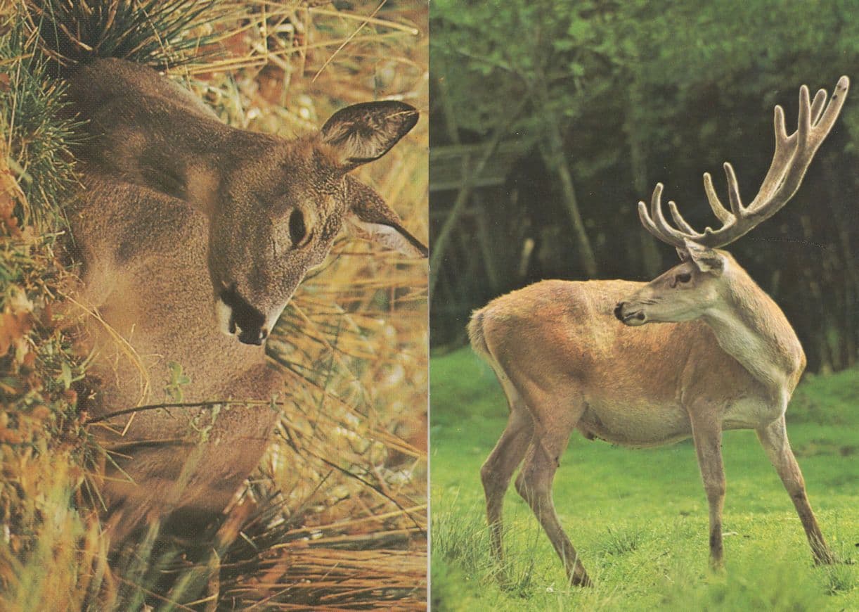 Russian Deer & Jelen Evropsk Iran Antolia 2x Postcard s