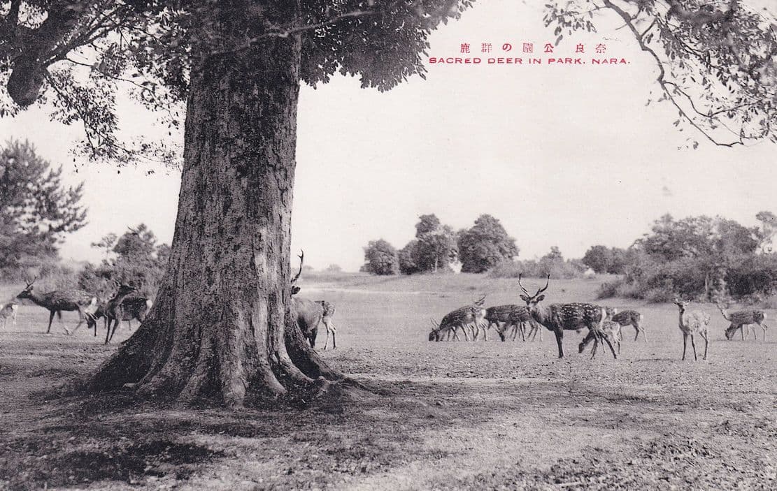 Sacred Deer in Nara Park Old Japanese Postcard
