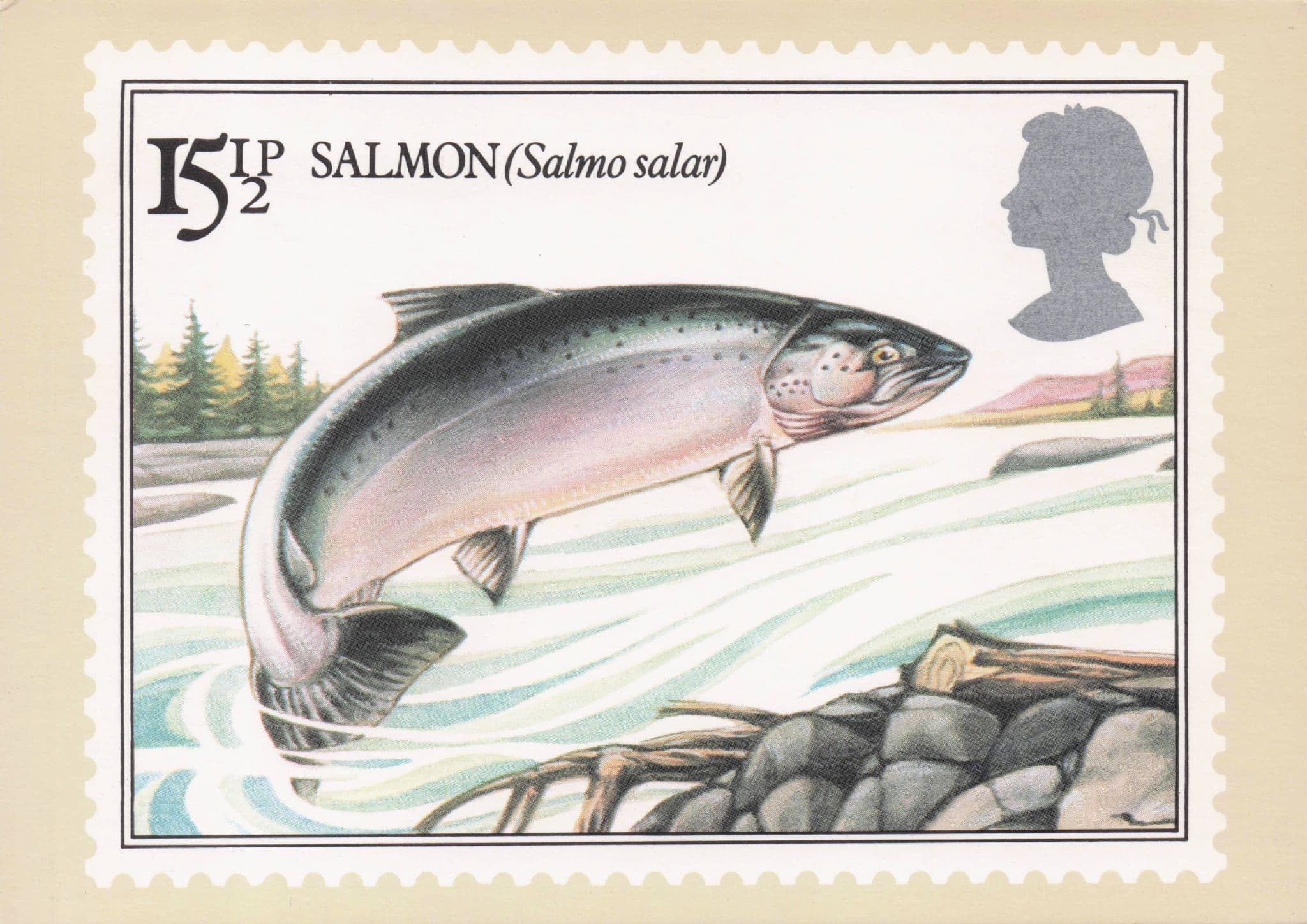 Salmon Fish Salmo Salar British River Fishes Painting Stamp Postcard