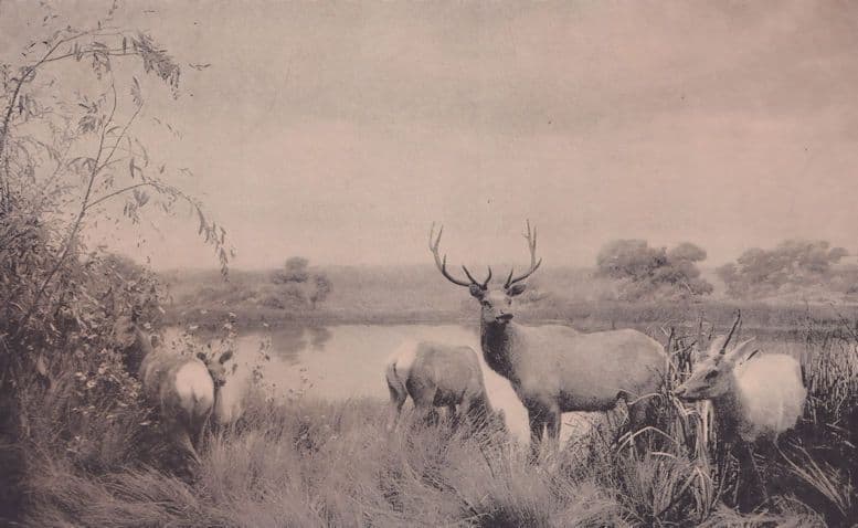 San Joaquin Valley Elk Group Deer Painting Antique 2x Postcard