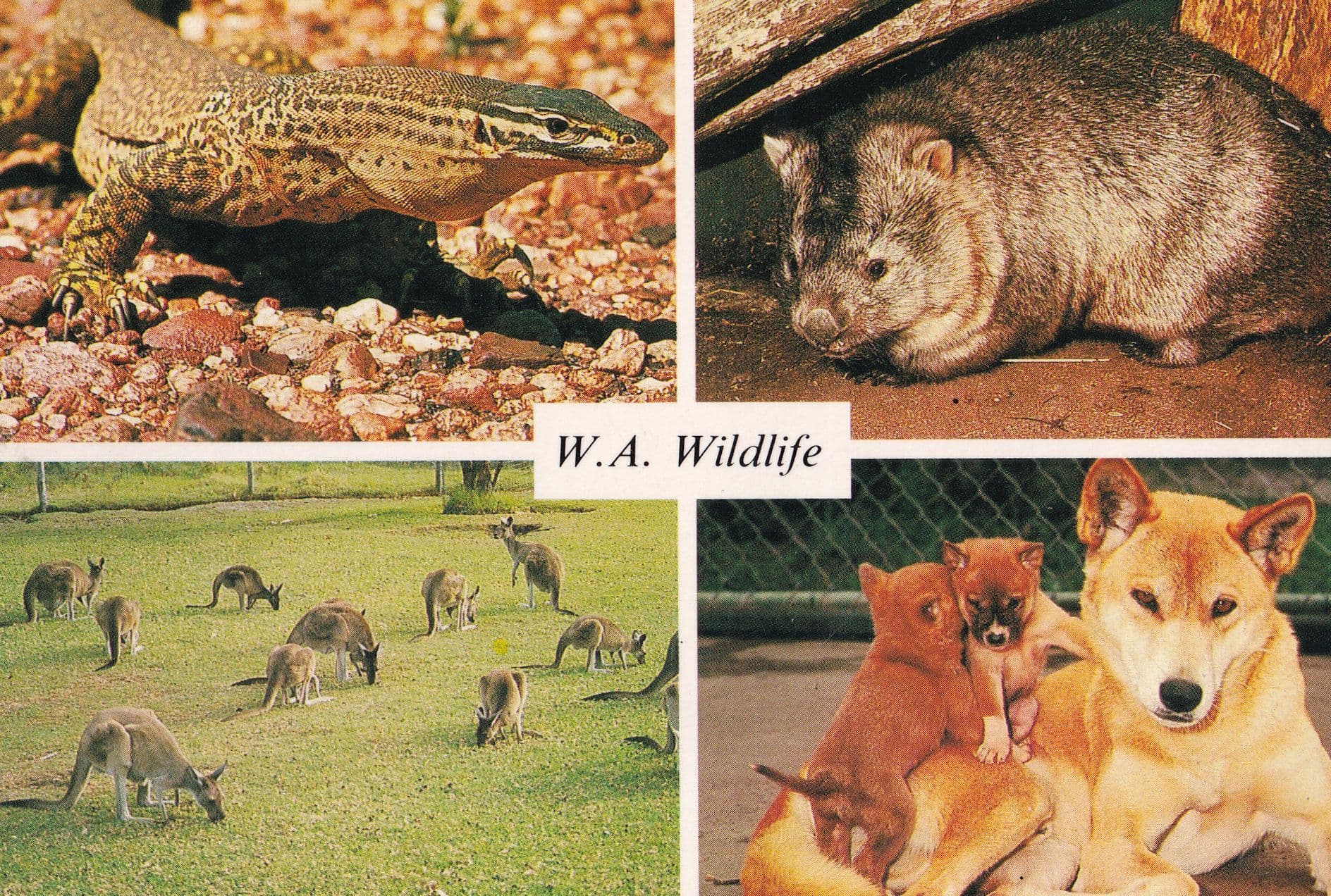 Sand Goanna Dingo & Pups West Australia Animals Postcard