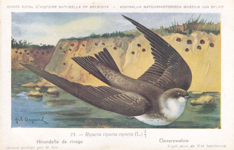 Sand Martin Riparia Riparia Bird Antique Rare Postcard