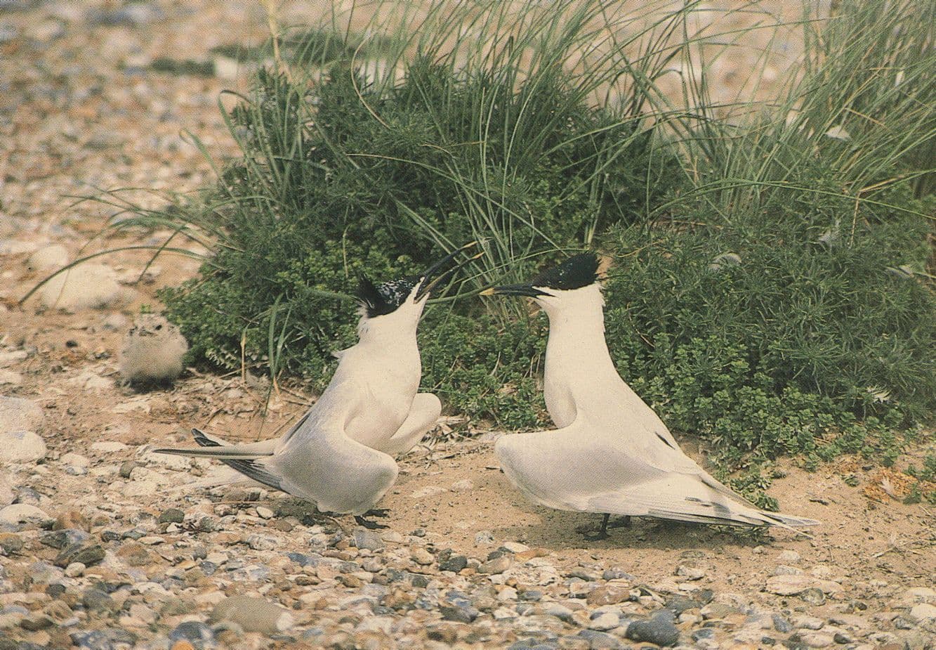 Sandwich Terns Birds Courting Blakeney Point Norfolk Postcard