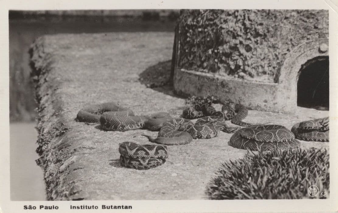Sao Paulo Brazil Antique Snakes Wildlife Centre Real Photo Postcard