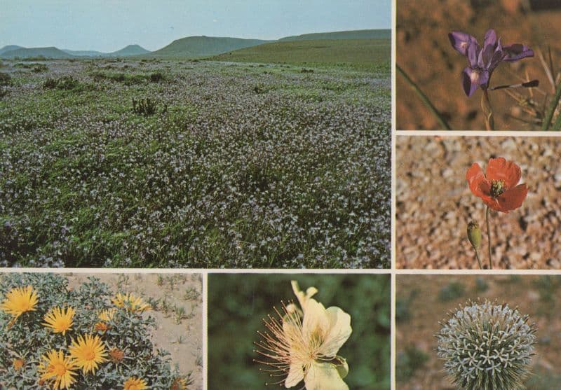 Saudi Arabia Thistle Papaver Dubium Desert Flowers Iris Capparis Spinose Postcard