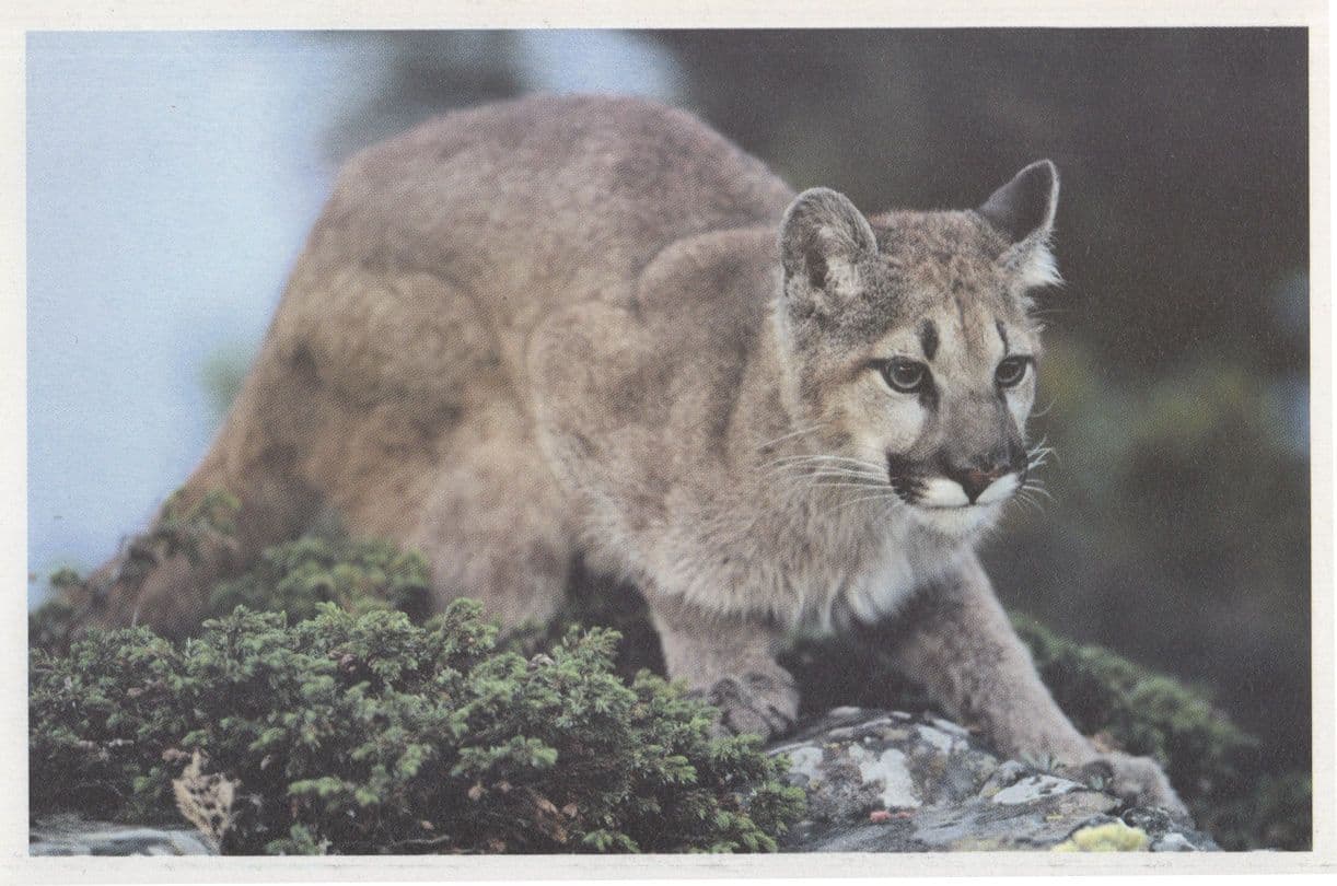 Save The Mountain Lion Cat USA Endangered Species Postcard
