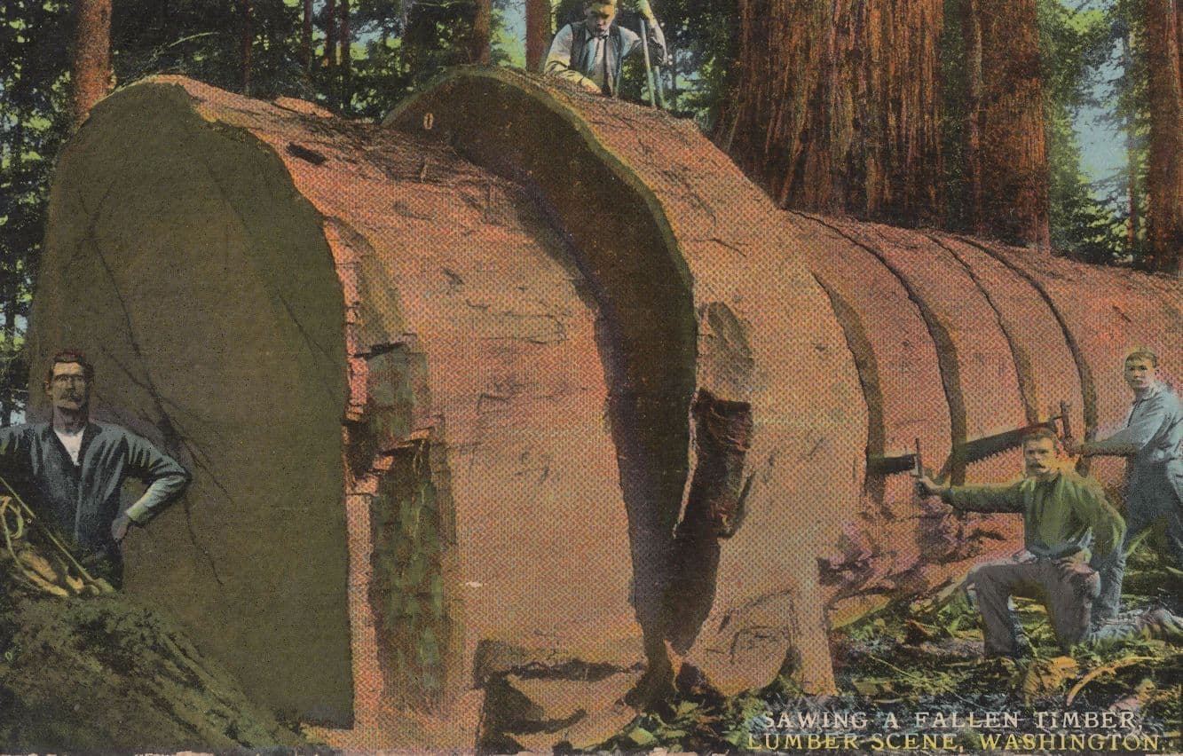 Sawing A Fallen Timber Antique Washington USA Postcard
