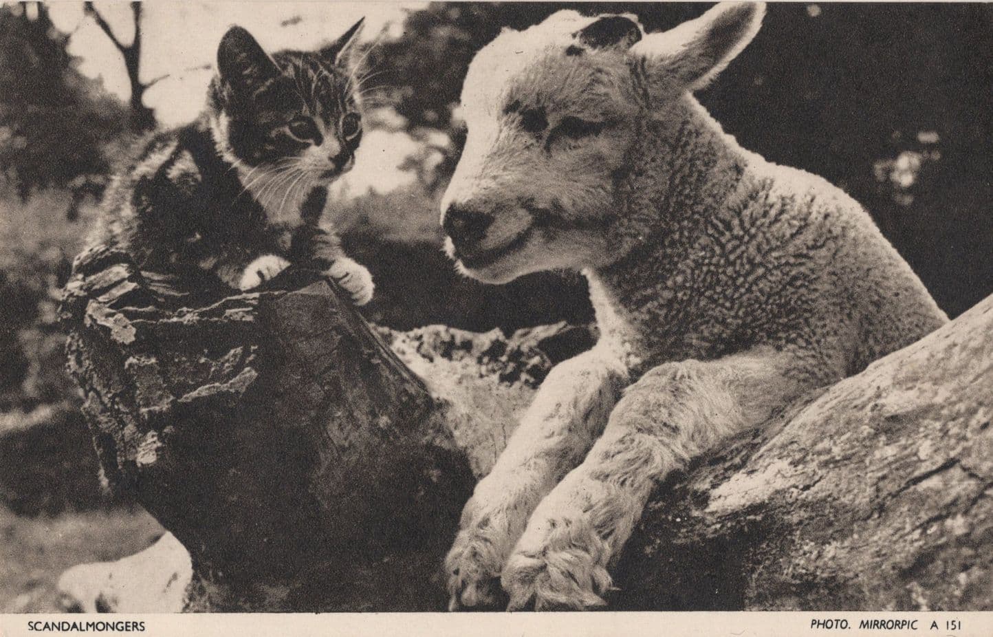 Scandalmongers Cat Farm Goat Kitten Old Jarrold Chrome Postcard