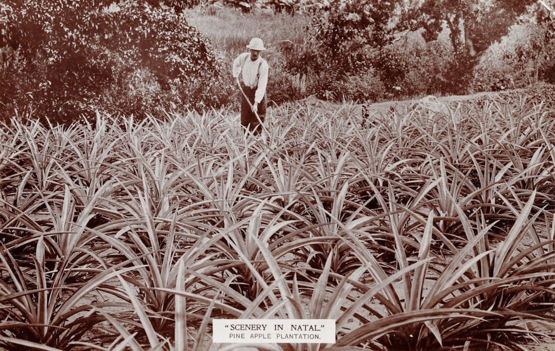 Scenery In Natal Fine Apple Plantation South Africa Old RPC Postcard