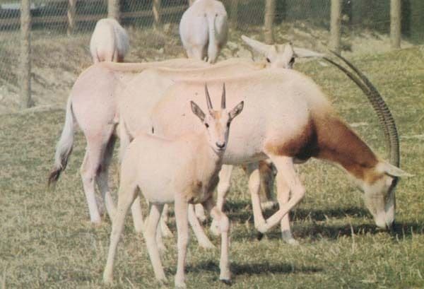 Scimitar Horned Oryx at Marwell Zoo Zoological Park Antelope Rare Postcard
