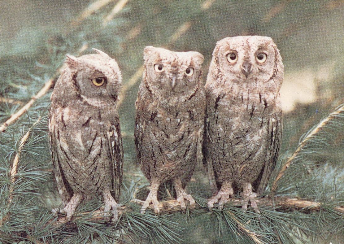 Scops Owls Norfolk Wildlife Park 1970s Birds Postcard