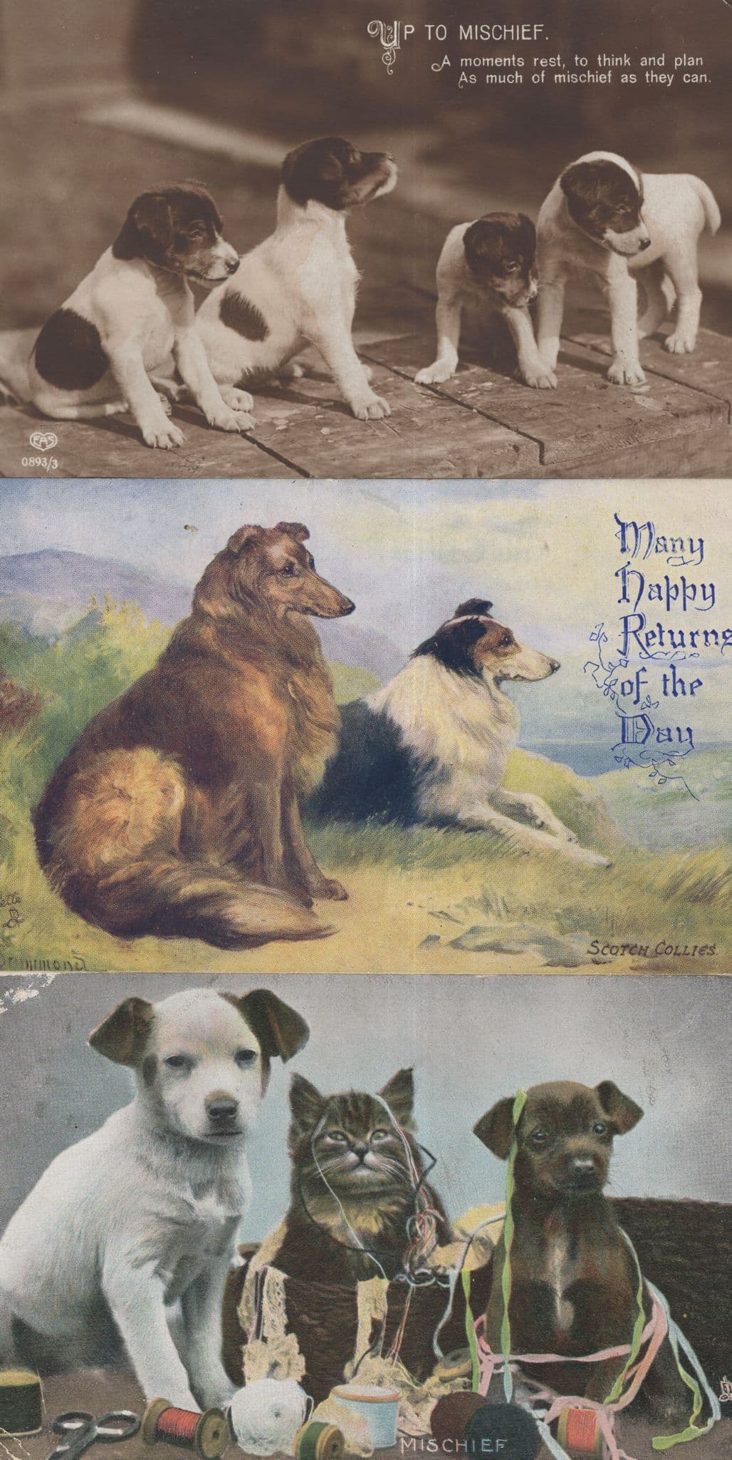Scotch Collie Dog Mischief 3x Old Dogs Postcard s