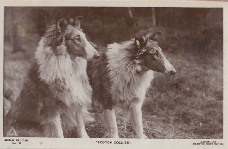 Scotch Collies Dog Real Photo Postcard