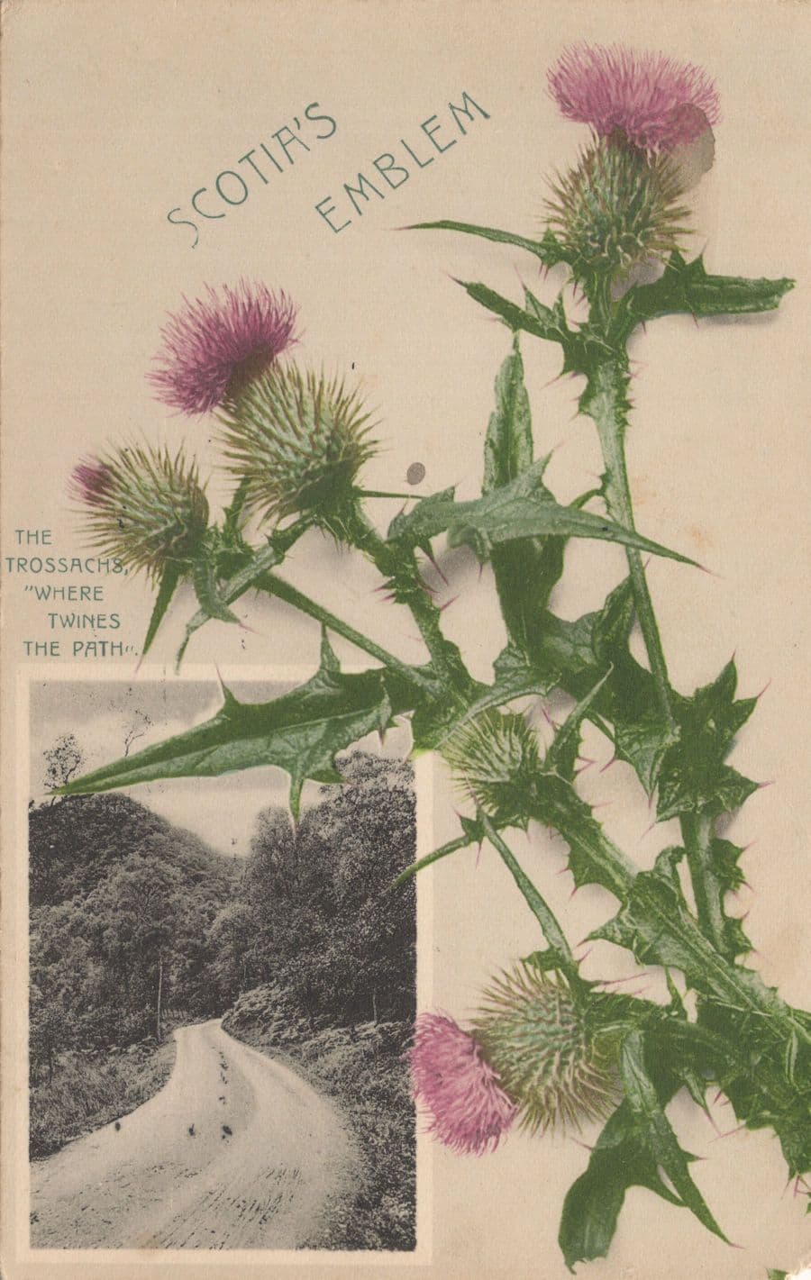 Scotia's Emblem Trossachs Scottish Thistle Old Postcard