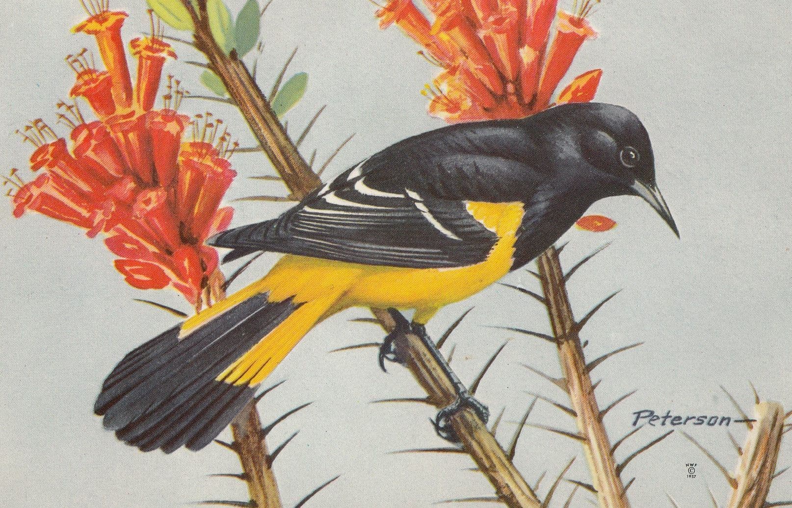 Scotts Oriole Bird Postcard