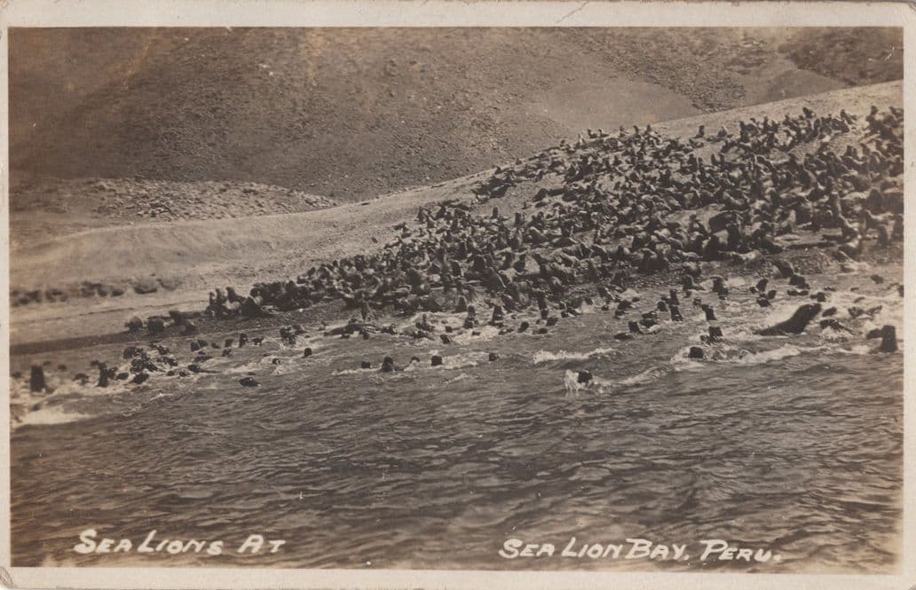 Sea Lions At Peru Bay Antique Sea Lion Real Photo Postcard