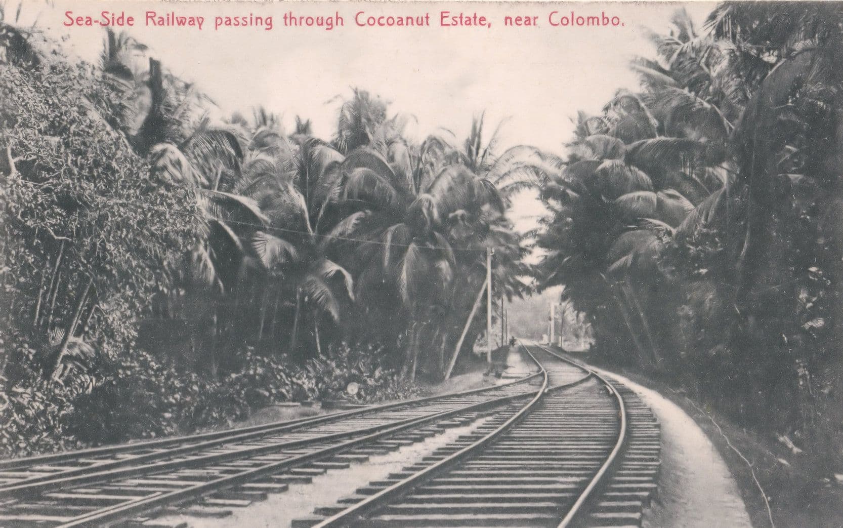 Sea Side Railway Via Cocoanut Estate Colombo Postcard
