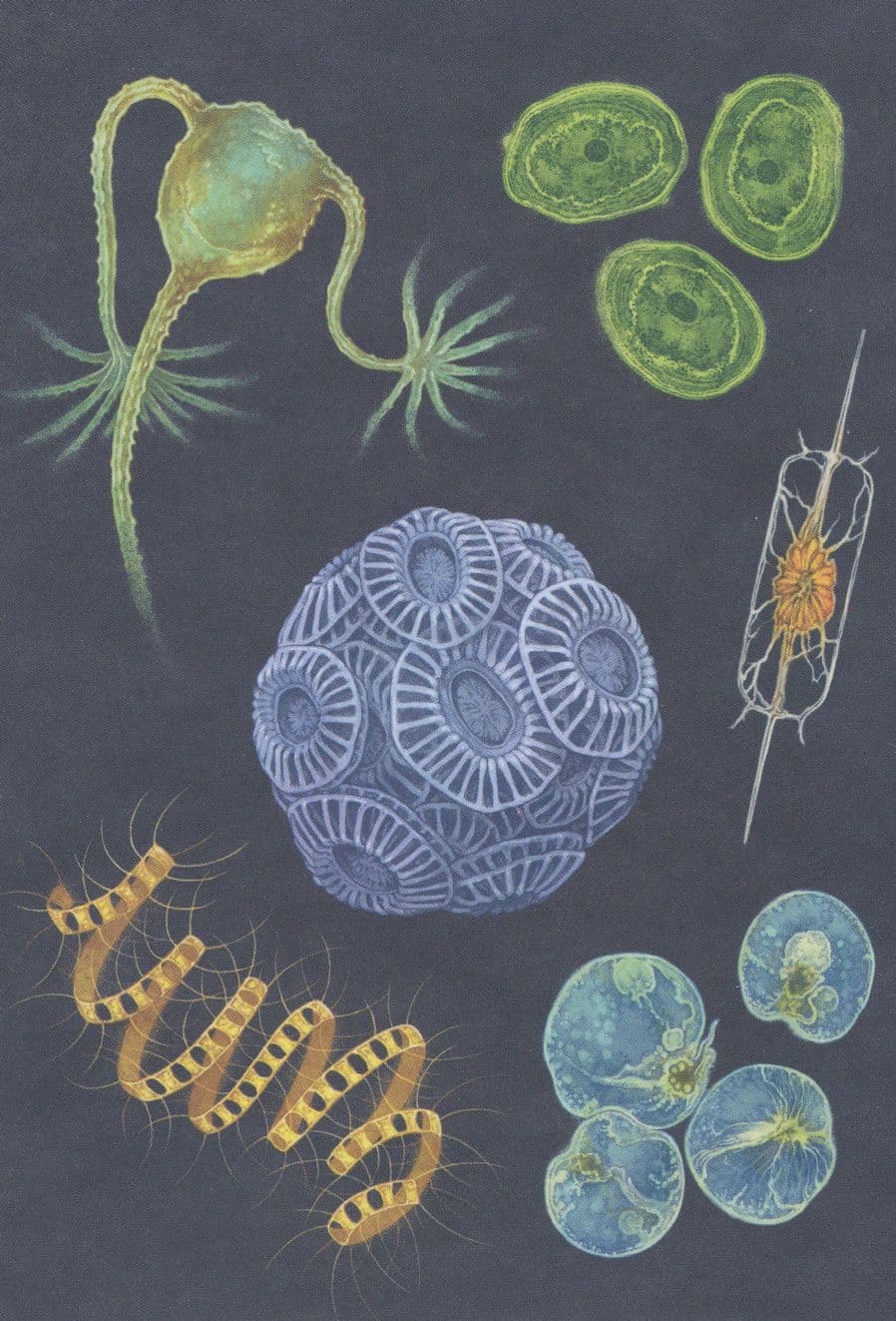 Sea Sparkle Fish Coccolithophore Dinoflagellate Cyanobacteria Postcard