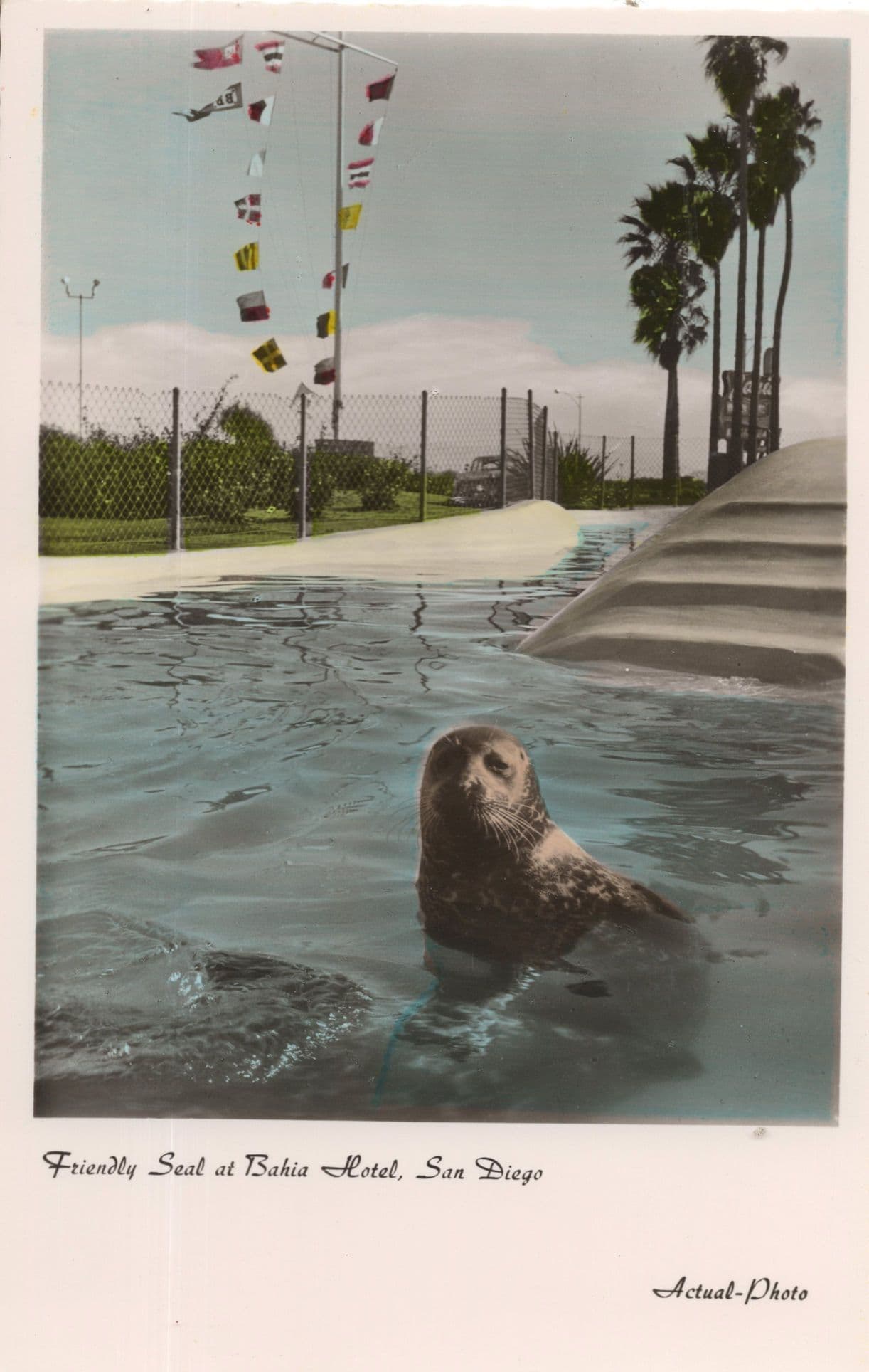 Seal at Bahia Hotel San Diego USA Rare German Postcard